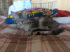 sample_15372.jpg